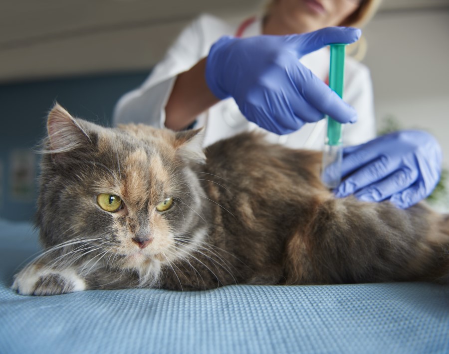Feline Immunodeficiency Virus (FIV) Vaccine