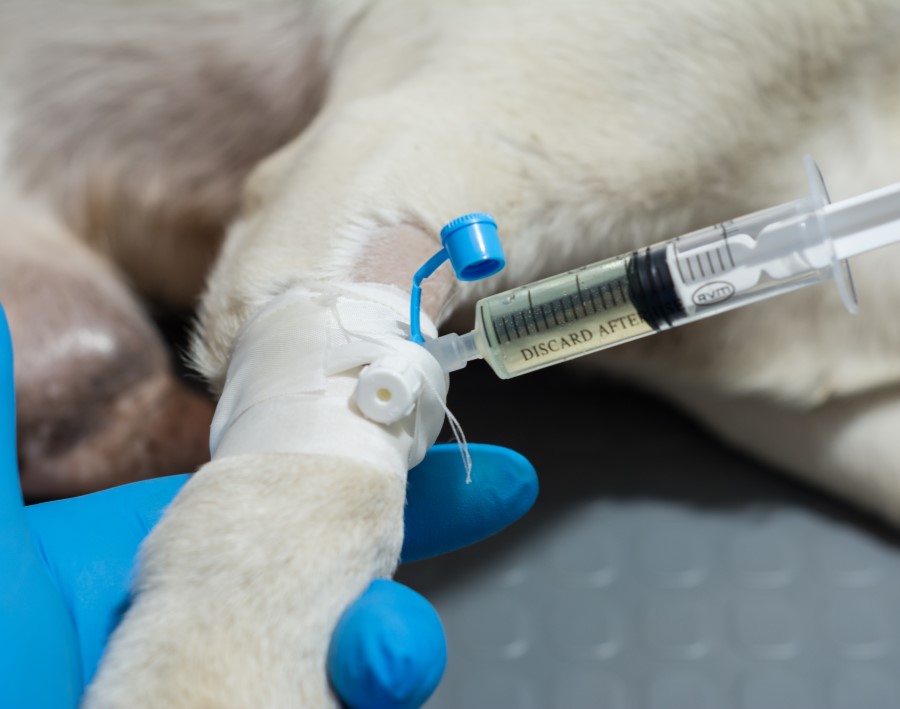 Feline Panleukopenia Vaccine