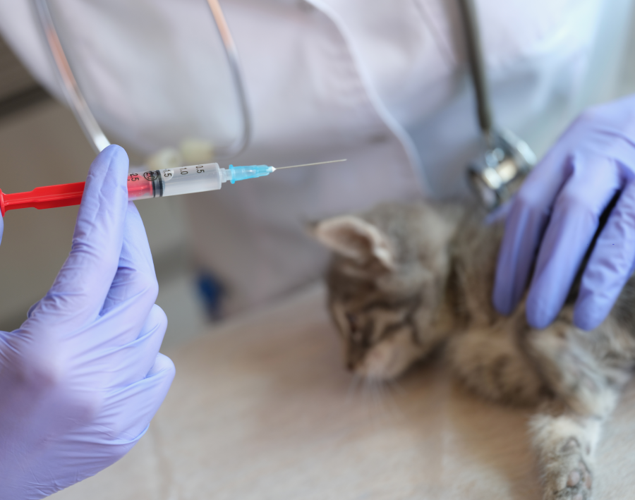 Feline Herpesvirus Vaccine