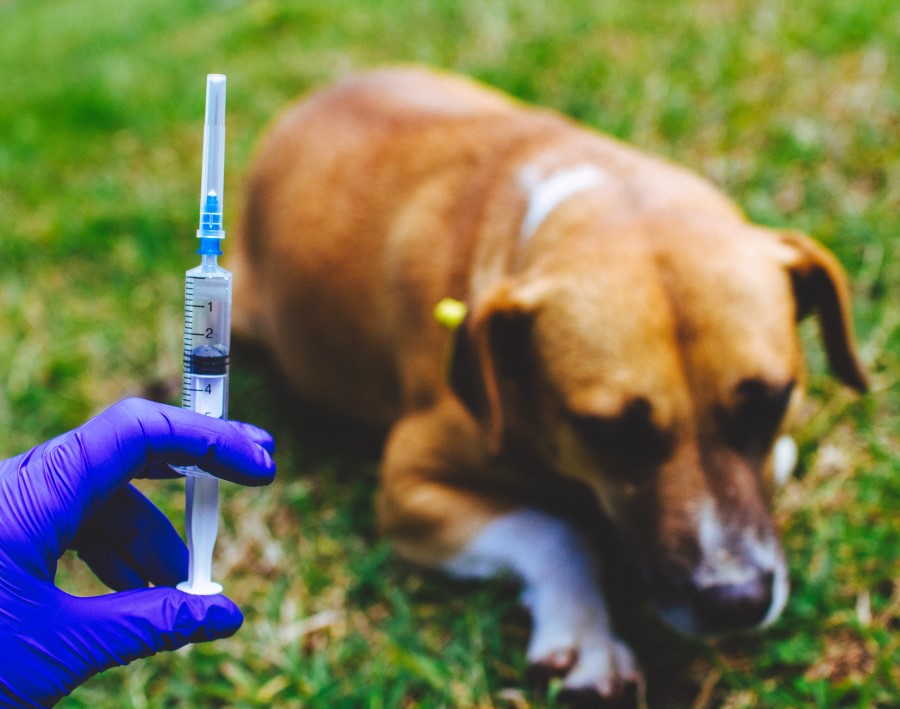 DHPP Vaccine (Distemper, Hepatitis, Parainfluenza, Parvovirus Vaccine):
