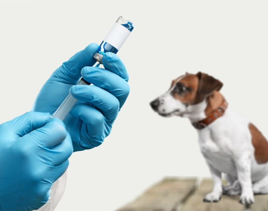 Bordetella (Kennel Cough) Vaccine